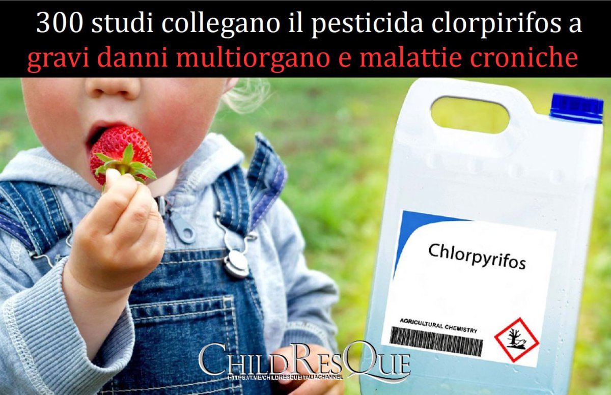 VGIFRA's tweet photo. #ChildResQue 🌎🇺🇸
🌱☢️ 300 STUDI COLLEGANO IL PESTICIDA CLORPIRIFOS A GRAVI DANNI MULTIORGANO E MALATTIE CRONICHE
Una revisione di quasi 300 studi pubblicata sulla rivista International Journal of Molecular Sciences rivela che il pesticida clorpirifos (ancora usato su mele, soia e altri raccolti negli USA) non è solo neurotossico, ma causa danni a cervello, fegato, microbioma intestinale, muscoli, organi riproduttivi, ossa e sistema ormonale.
Il pesticida provoca anche danni al DNA, instabilità cromosomica e alterazioni epigenetiche che possono favorire malattie croniche e cancro. Molti effetti si verificano a dosi inferiori a quelle considerate sicure dalle attuali norme.
Gravidanza e prima infanzia sono i periodi più a rischio.
#News_USA #Health #Pesticides #Danger #Glyphosate #EPA
Se non combatti la #pedofilia, sei parte del problema.
Unisciti a noi e fai la differenza ChildResQue Italia🇮🇹