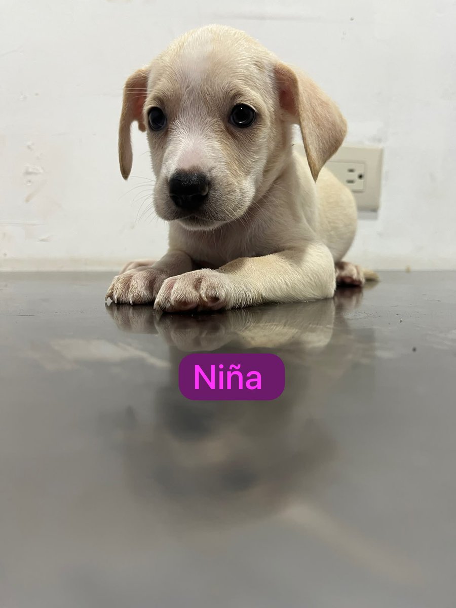 poupee169's tweet photo. Todos en adopción responsable ❤️🐾🙏🏼 nuestros nenes del Centro de Resguardo de Aguilares están en adopción!!! 

Quieres darles una oportunidad? Contáctanos al 70578622

@_EliCas_ @LuisG18039402 @cantanteioh @PrensaCyanAL @ https://t.co/mM5ekSB4Z4