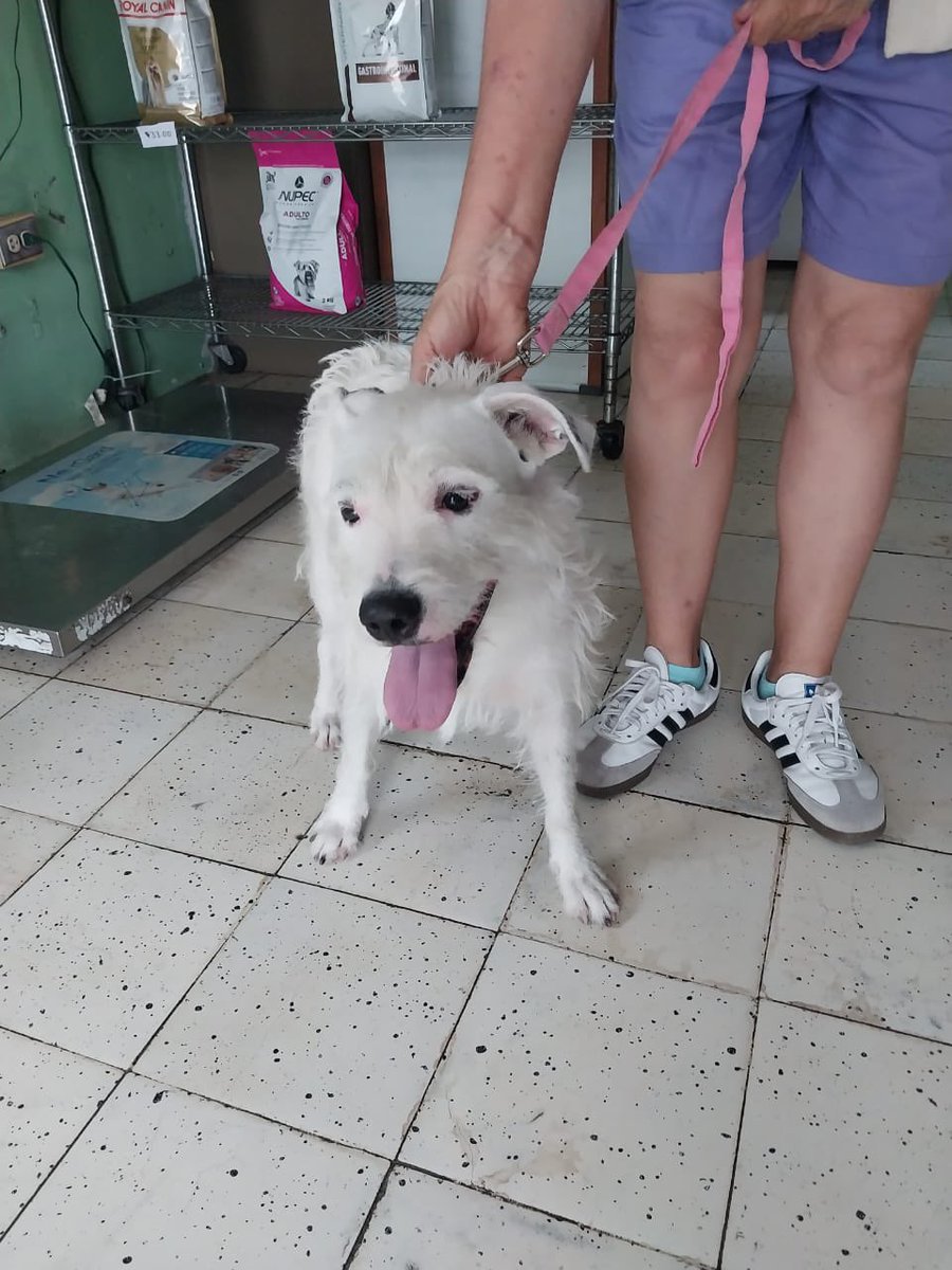 poupee169's tweet photo. Todos en adopción responsable ❤️🐾🙏🏼 nuestros nenes del Centro de Resguardo de Aguilares están en adopción!!! 

Quieres darles una oportunidad? Contáctanos al 70578622

@_EliCas_ @LuisG18039402 @cantanteioh @PrensaCyanAL @ https://t.co/mM5ekSB4Z4