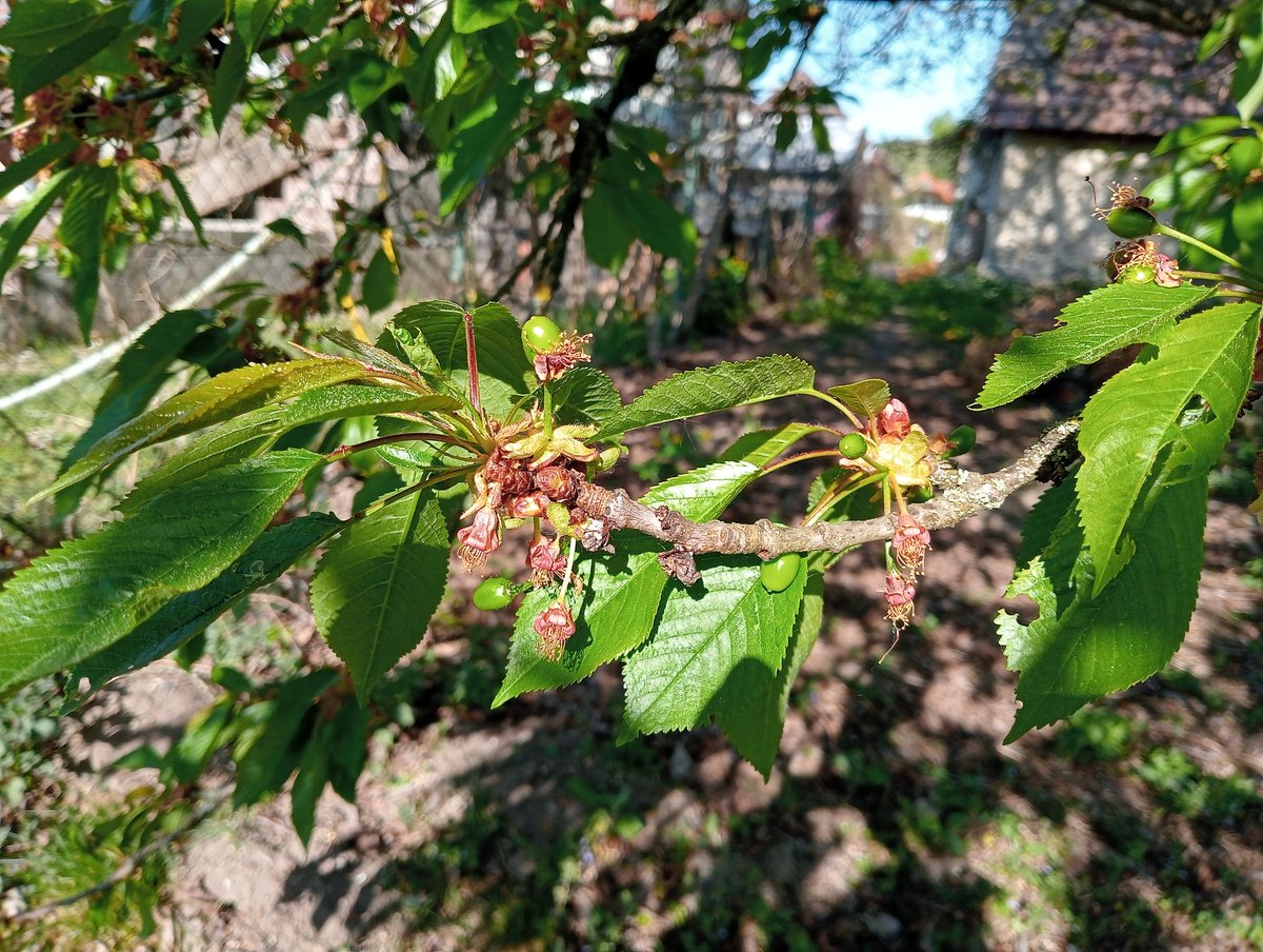 Henrikku_'s tweet photo. Every summer it doesn't cease to amaze me that it takes such a short time for my cherries to turn from almost nothing to this https://t.co/LbKYfIxJjA
