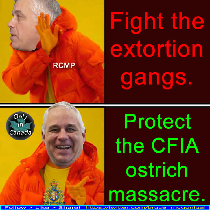 bruce_mcgonigal's tweet photo. The government went hard on the ostrich farm but leaves Surrey BC with extortion shootings happening almost daily.

You can see why the RCMP were so keen to sign up to work the ostrich farm. The threat of H5N1 was nothing compared to the hail of bullets police could face in Surrey, Langley, Abbotsford etc...