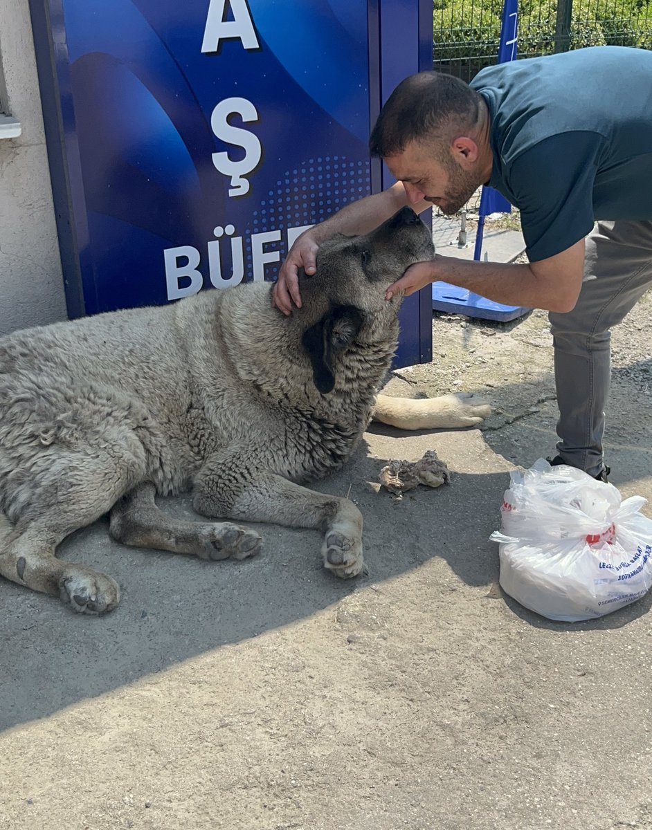 Emrahmixx's tweet photo. Buraya Park Etme Ceza Yazarız Dedi…
Ya Bir Çaresiz Aç Kalacaktı🤔
Yada Aracıma Park Cezası Yazılacaktı🤔
Tabiki Hemen
Gereğini Yaptım🤷‍♂️
Bir Masum Bol Bol 
Yemeğini Yedi❤️
Bende 1246 Lira Park Cezası Yedim😏
Pahallı Bir Ziyafetti 
Ama Helal Olsun…
#SokakHayvanlarıSahipsizDeğildir