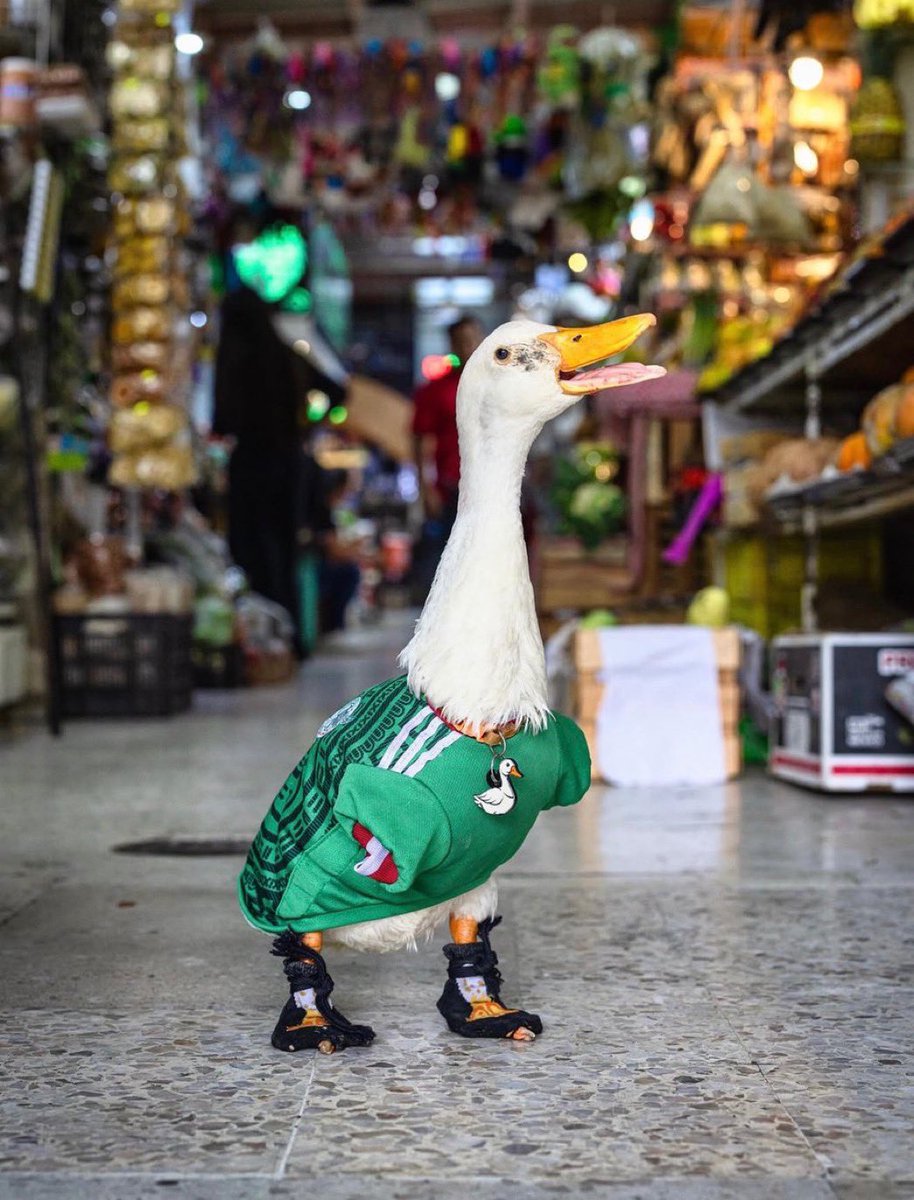 Fillipocran's tweet photo. @alan_estrada Apareció un PATO 🦆 ¿cuenta? https://t.co/Yb8Wy2UVQm