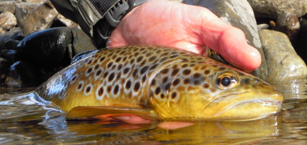 Bowside1's tweet photo. A brilliant morning's #fishing. From a wee river that rarely produces anything over a 10"...had a right battle with a 16" #trout ..Also saw the first signs of Beavers on this section ๐ฆซ #flyfishing #dryfly ๐ https://t.co/b1RpXcWTQD