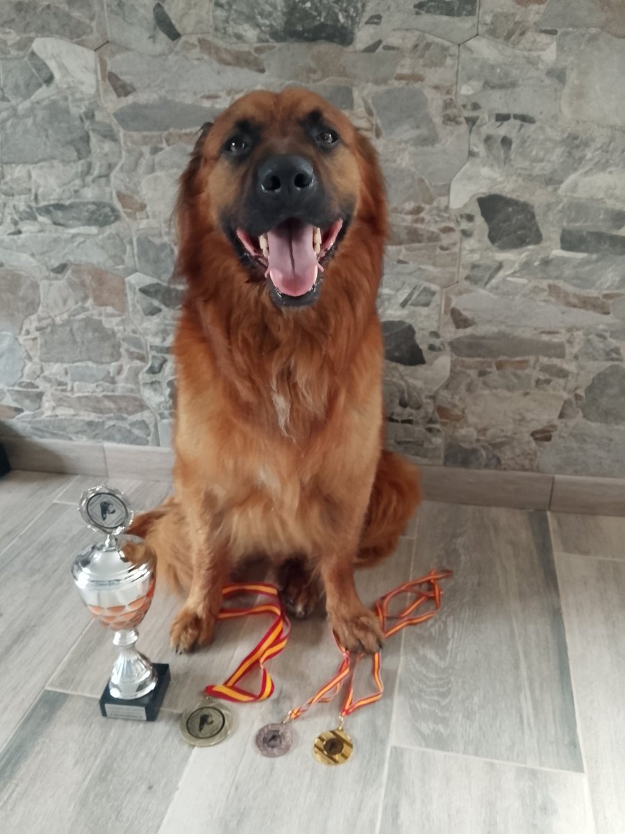 yerri_1909's tweet photo. Egun aparta gaurkoa 
🥇C.A.C
🥇MEJOR DE RAZA
🥉RAZAS ESPAÑOLAS https://t.co/eXd0z0jSMh