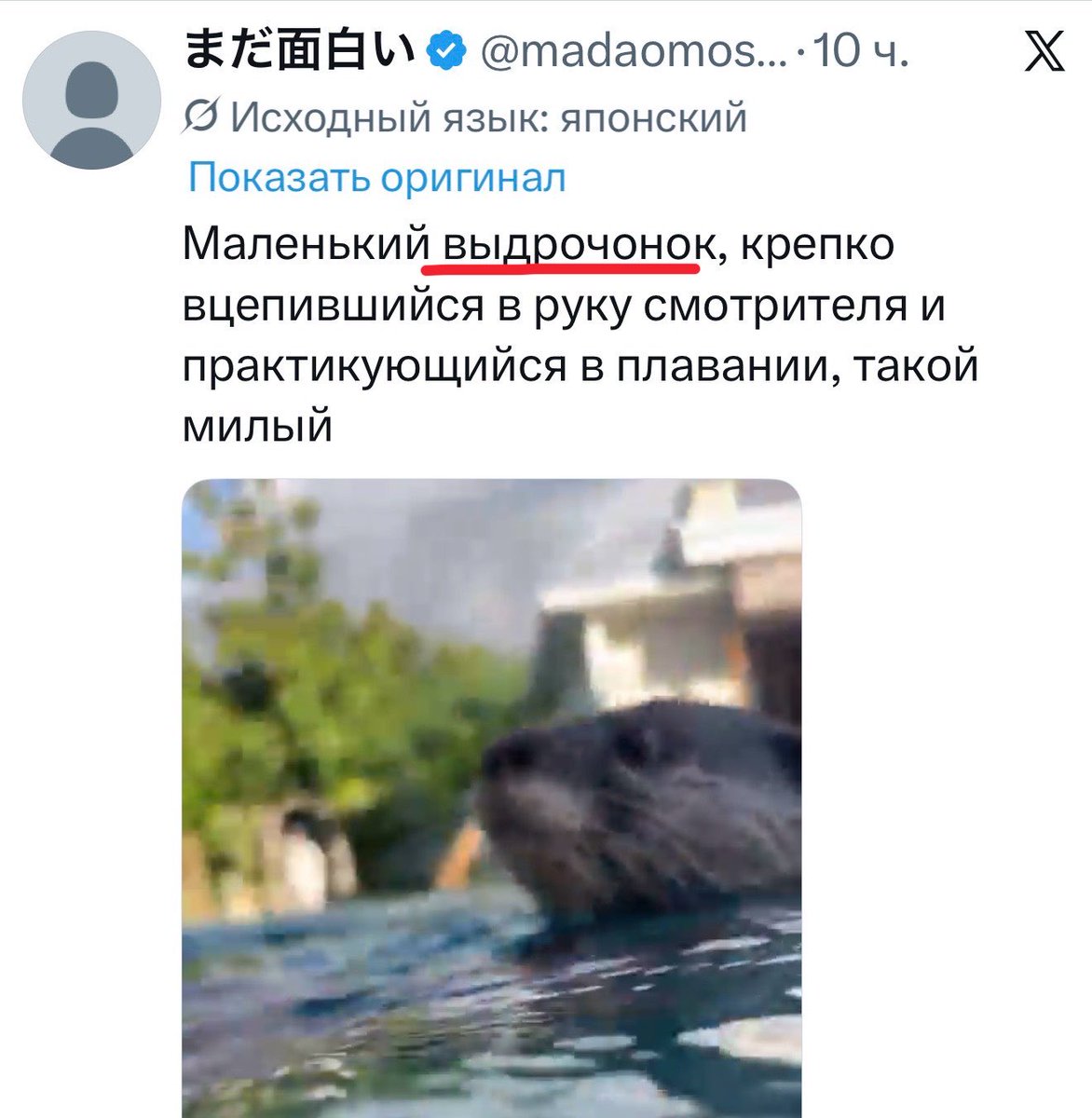 doc_igt's tweet photo. Ничосе. Детеныш выдры - не «выдрёнок», а «ВЫДРОЧОНОК»?? https://t.co/VsT619Gj5d
