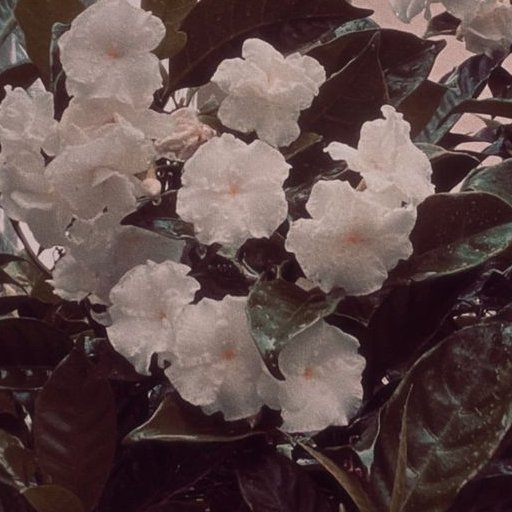 Lavenderlily__'s tweet photo. If softness was weakness, the flowers would never grow 

           - Amna Dhanani https://t.co/CwDjPXvcED