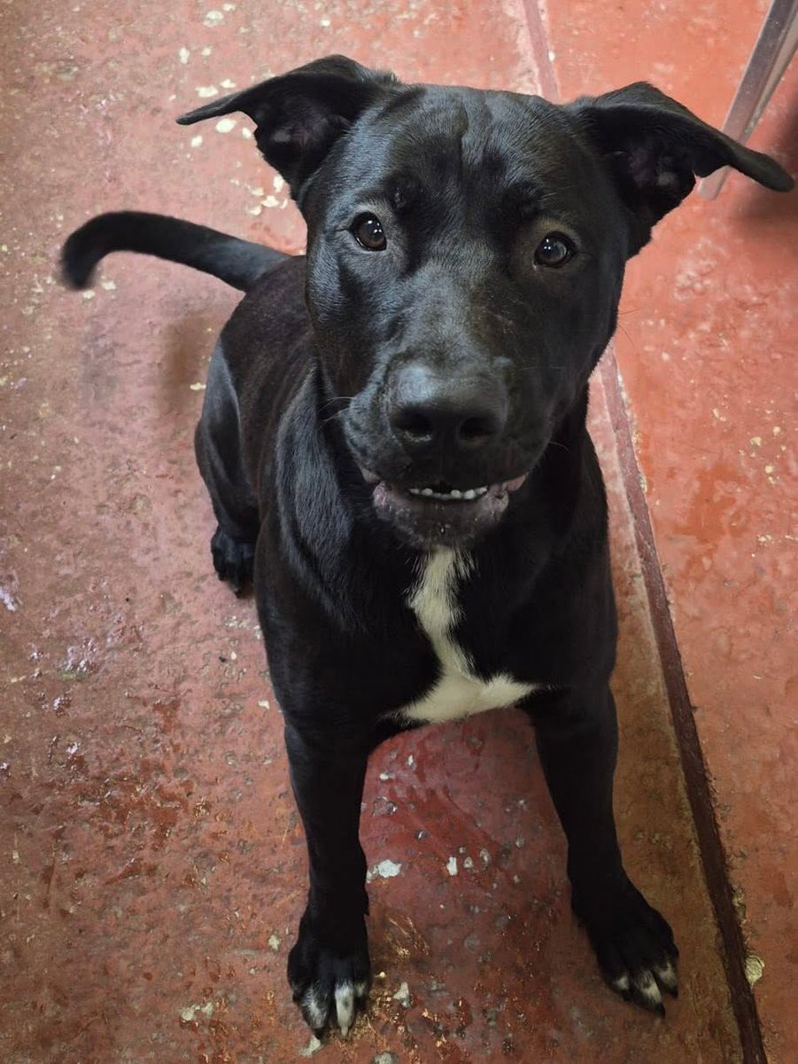 AdoptionsUk's tweet photo. VERY URGENT, LAST MINUTE APPEAL FOR A RESCUE SHELTER SPACE FOR ZEUS. NOW OVERDUE TO BE KILLED IN A COUNCIL POUND Sunday 15 June 2026 #ENGLAND #North #UK 💔💔💔💔💔
Please share wherever you are so that a shelter with space sees this. This council will not allow the public to adopt.  THIS IS IS LAST CHANCE, POSSIBLY LAST NIGHT BEFORE THEY 'EUTHANISE' HIM. 
Details below - North West Pound Dogs 
ZEUS IS OUT OF TIME 💔🚨
We honestly don't know what else to say.
This beautiful boy is still sitting there waiting, and now we are down to just days.
Zeus is a welfare case. He is still only a baby, born in August 2025. Not even a year old. While other puppies are enjoying family homes, learning about the world and sleeping safely on sofas, Zeus is facing the unthinkable.
If a rescue space isn't found, Zeus will be put to sleep.
There will be no countdown. No final warning. No last chance phone call. In the next few days we'll simply be told that Zeus is no longer there.
And that thought is absolutely breaking our hearts.
The worst part is that there is no reason for this lovely young dog to lose his life.
Zeus is a sweet-natured boy. He is human friendly, especially on a one-to-one basis. He has shown no aggression. He has been around other dogs and has not reacted badly. He is worried, confused and overwhelmed by everything that has happened to him, but he remains a gentle, loving youngster.
He doesn't deserve this.
He deserves the chance to grow up.
He deserves a warm bed, a family, toys scattered around the living room and all the things a puppy should have had from the start.
Unfortunately, without a rescue space, he cannot be released. We have explored every avenue we can think of, but without emergency boarding available and without a rescue placement, we are running out of options.
We are worried sick.
Please, if you work with a rescue, know a rescue, foster for a rescue, volunteer for a rescue, or have contacts within the rescue world, please share this post. Please tag rescues. Please help us get Zeus seen.
Somewhere out there must be a rescue with one kennel, one foster home, one space that could save this young dog's life.
We refuse to believe that a healthy, friendly puppy's story should end before it has even begun.
Please keep sharing.
Please keep tagging.
Please help us save Zeus.
Original post on facebook👇👇👇👇
https://t.co/M3P0YTKQOR

EMAIL 
northwestpoundies@gmail.com

💔🐾 #SaveZeus #RescueNeeded #OutOfTime #PuppyInNeed #ShareForZeus  #dogs #Wales #Scotland #London #adoptdontshop #pets @AllDogsMatter @Dogs4Rescue @themayhew @ScottishSPCA @RSPCA_official @gsrescueelite @LurcherSOS @rickygervais @JaneFallon @liamgallagher @NiallHarbison @lucydahlia @AndrewRosindell @APDAWG1 @HopeRescue @JerryGreenDogs @WoodgreenPets