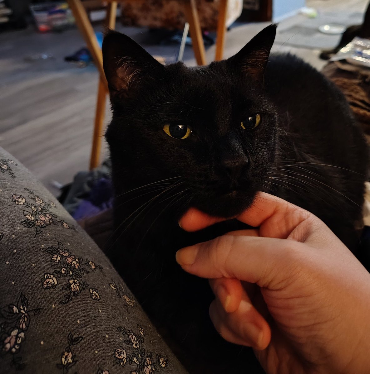 iamrosskid's tweet photo. Cydni survived the scary storms today, now he needs cuddles https://t.co/OjW6yI8Tgh