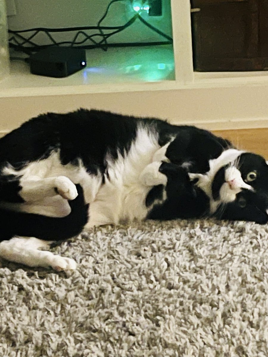 t_fiddler's tweet photo. @empressatlantis Tux, the 20 lb DUDE https://t.co/K05dWcSrwK