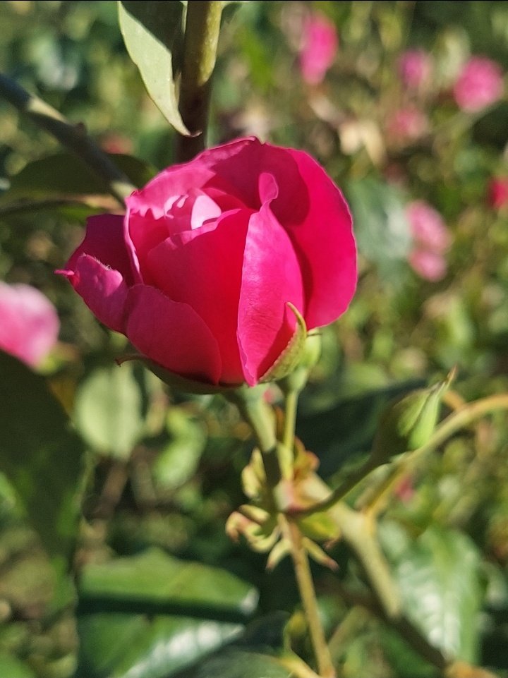 annamarylight's tweet photo. #GiardinoDegliAranci 
#RosetoComunale 
#SantaSabina 
#TravelPhotography 
#Lazio 
📸Vale https://t.co/Z4teHgCYwU