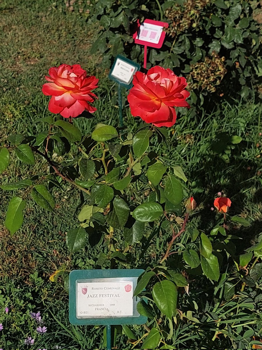 annamarylight's tweet photo. #GiardinoDegliAranci 
#RosetoComunale 
#SantaSabina 
#TravelPhotography 
#Lazio 
📸Vale https://t.co/Z4teHgCYwU