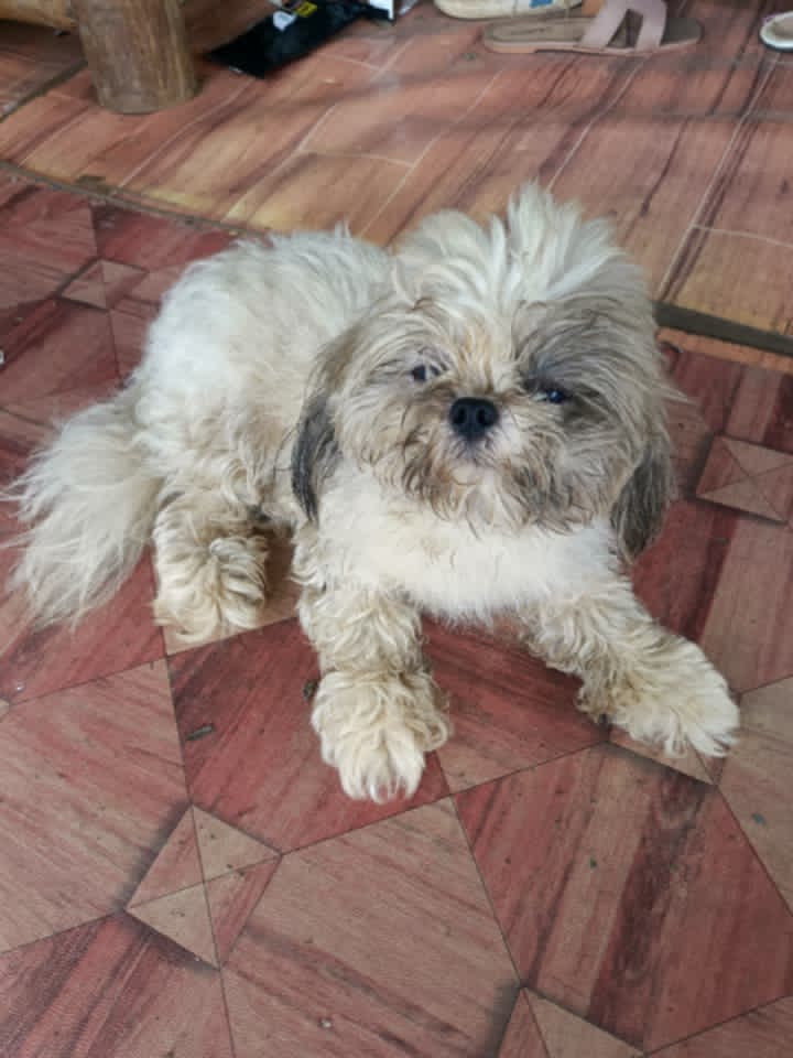 TeacupPh's tweet photo. Good morning Everyone. Jnr. Wishes you all a Happy Monday &amp; a Great Week ahead. We had yet another Earthquake. Tremors were felt in Iloilo City and Province.    This one was 4.7. We felt it. Very worrying. Teacups Family.xx 🇵🇭🐶❤️💗😍🥰🙂👍
#dogs #dogsofx #mondayvibe #monday https://t.co/t5HPSmwtZI