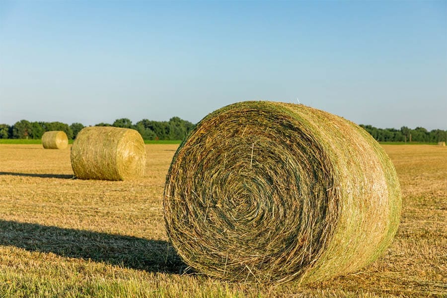 TheSupermanKent's tweet photo. ⠀⠀⠀
⠀⠀⠀⠀Morning photo on the farm. :D https://t.co/OnE2QlHalk