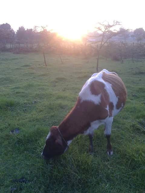 KiplangatKittu1's tweet photo. @kbcenglish @johnkaranijk Good evening Sir @johnkaranijk . Am tuned to @kbcenglish #SundownerKBC and watching a very beautiful sun setting down the clouds nikiwa sweet village home Kimenderit, Kapkesosio, Chepalungu in Bomet county number 036. https://t.co/VnahPiCsRl