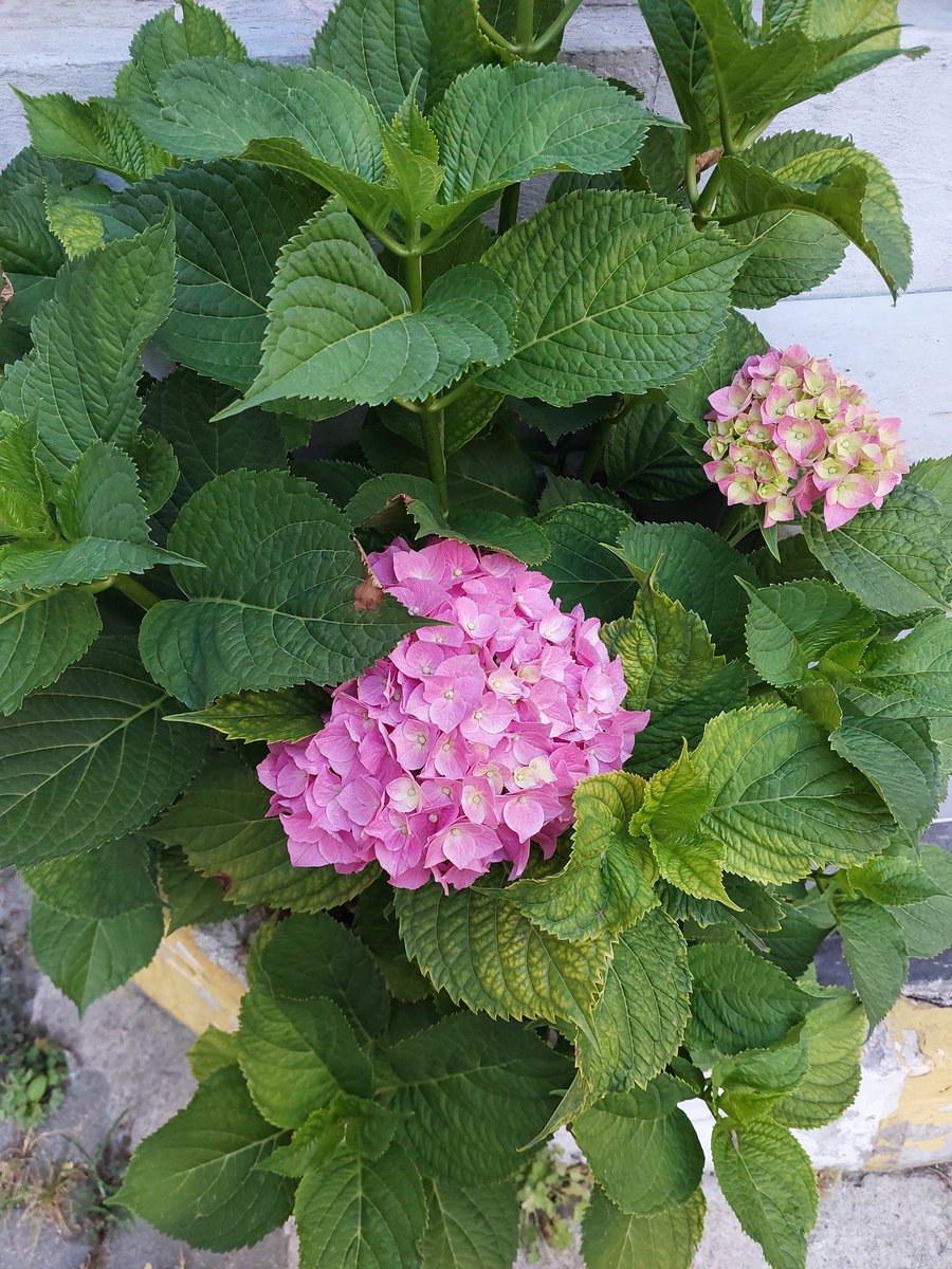 jarumirin's tweet photo. Şu çiçeğin güzelliğine bakarmısınız?
İnsanın ruhu okşanıyor bakarken. https://t.co/P0mh2WKHJR