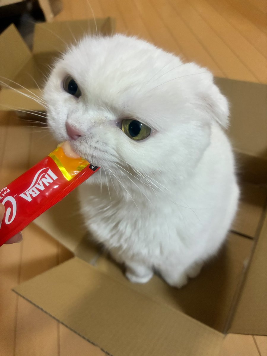 s_sekko's tweet photo. うまいっ…うまいっ…！！！（必死）

#まいにち箱猫
#9日目 https://t.co/6PiYSSJxMP