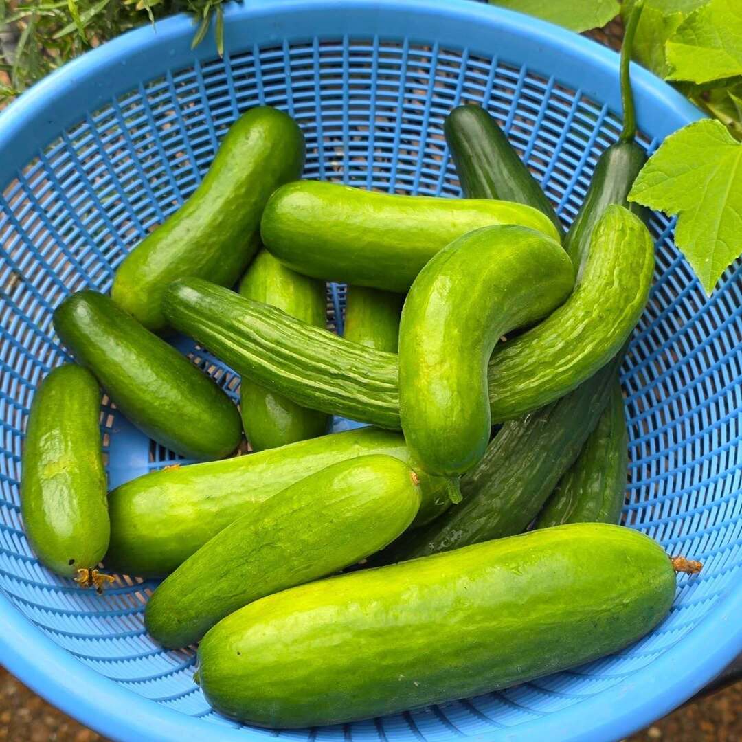 mpaulhenderson's tweet photo. Yep. #michaelpaulhenderson #theparkwaygarden #cukes #gardening #cucumber https://t.co/qhdapdgbnL https://t.co/7VDHog1afm