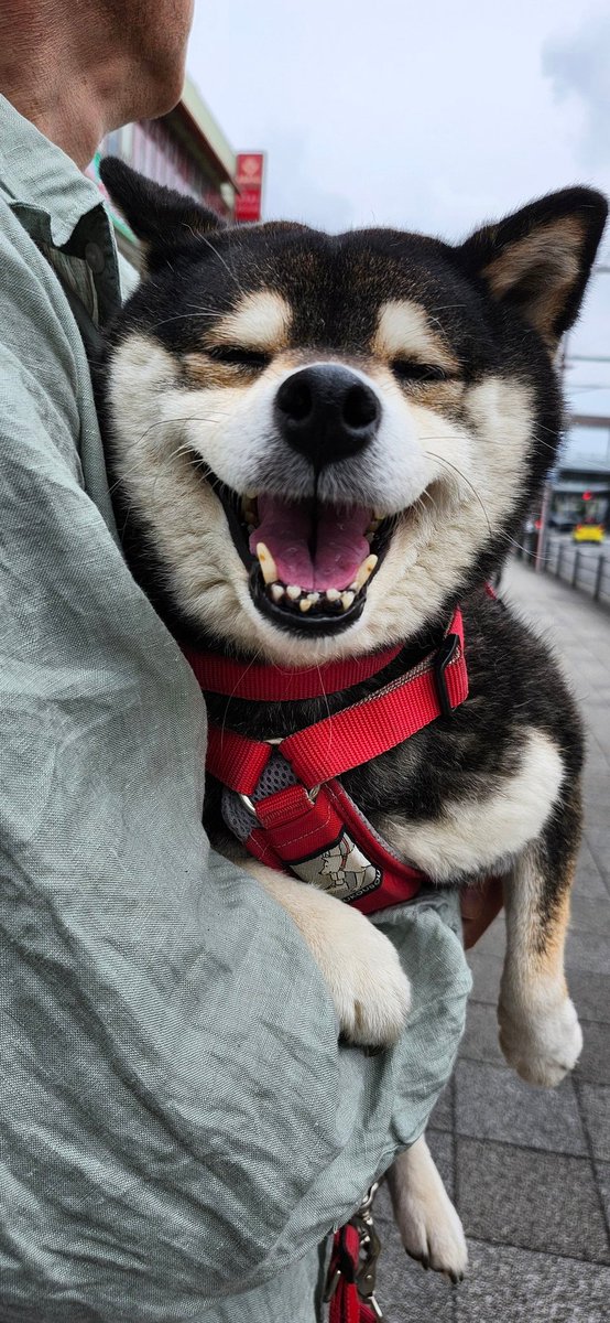 5048marimo's tweet photo. お散歩か��思ったのに
#柴犬が好きすぎるで使っていいよ
#柴笑顔 https://t.co/K3nLeCUVdi