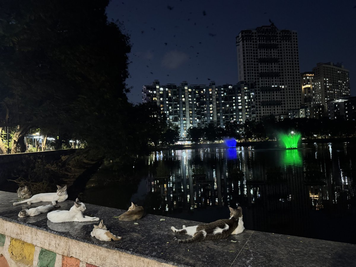 killuavarun's tweet photo. cats, cats, so many cats https://t.co/LIIPvJYQf2