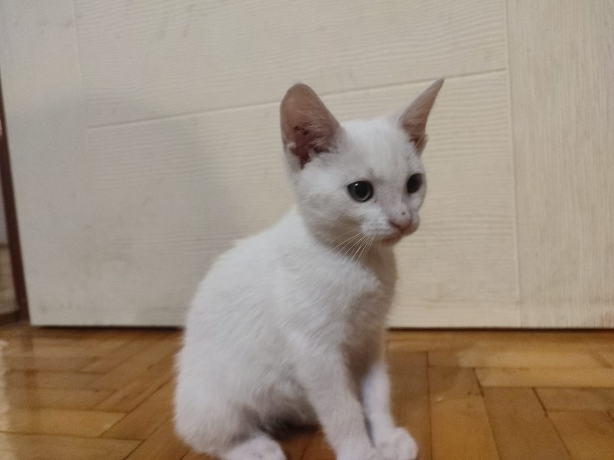 GlupiGasa's tweet photo. Ima smeštaj još pet dana, ne znam ni šta ću ni gde s njom ako se niko ne javi da je udomi. 🙏 https://t.co/d4VfINyVIQ