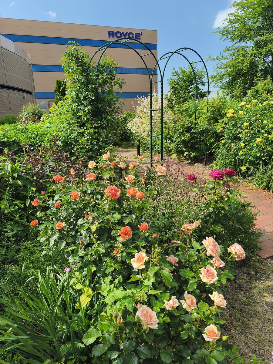 kyunruna1264's tweet photo. 9日ぶりにロイズあいの里店の横にあるロイズローズガーデンに行ってきました✨️薔薇は咲き始めていました🌹薔薇以外の花も色々と咲いていました💐日曜日なので見に来てる人も多かったです🎶
#ROYCE #札幌 #バラ https://t.co/oum3lGKKW1