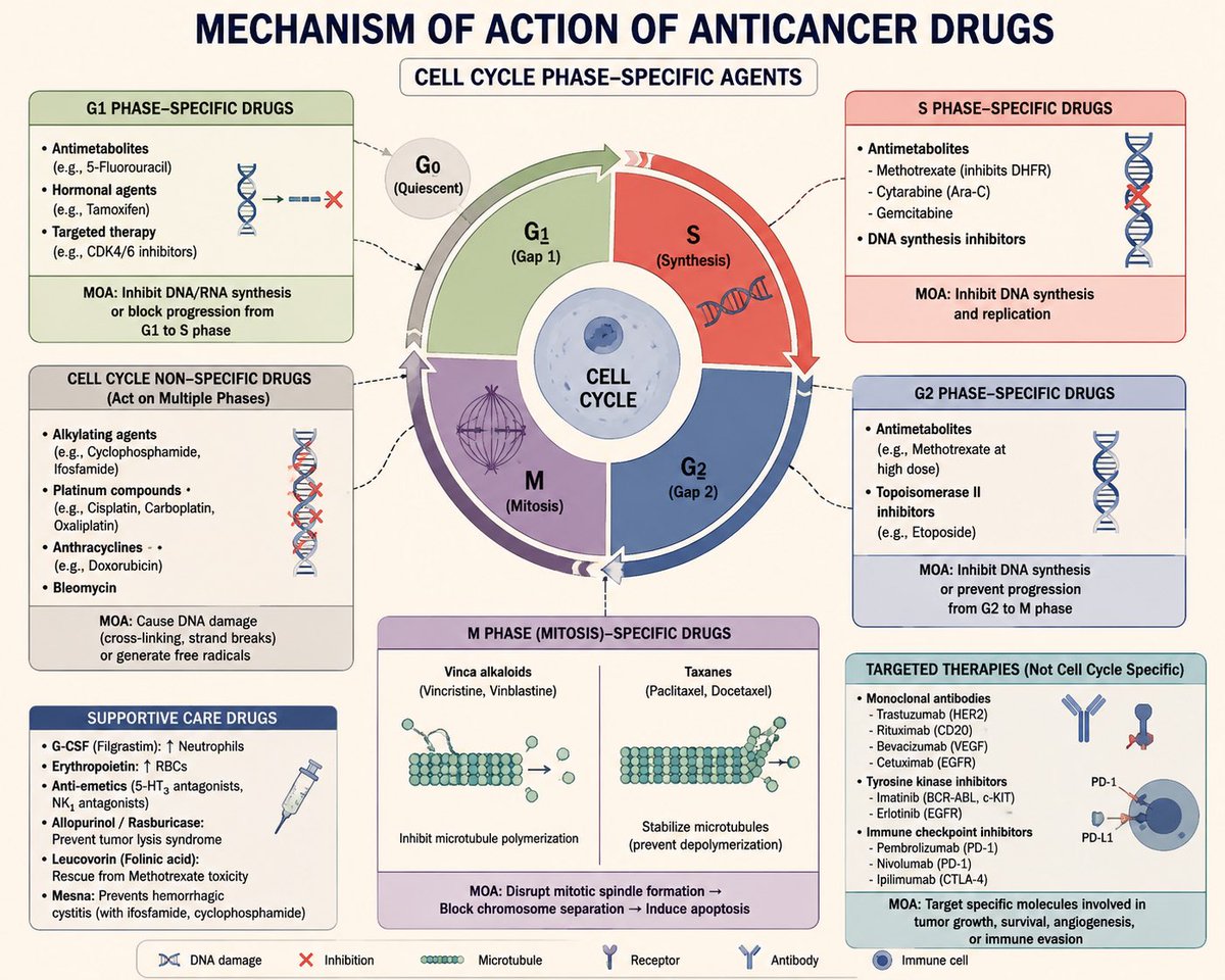 Rx_simplified's tweet photo. A concise review of essential chemotherapy concepts, including cell cycle–specific agents, dose-limiting toxicities, and commonly tested targeted therapies🎯 https://t.co/UCtJd0iFSw