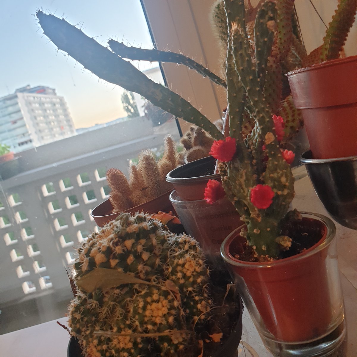 Eyzmaster's tweet photo. Cactus checkpoint 🌵
Today's featured cactus:
Long, spiky, and surprisingly cute.

#eyz #cactus #plants #plantcollection #succulent #cactuslover #cozyvibes #floweringcactus 🌵🌺 https://t.co/5nWvk2uId4
