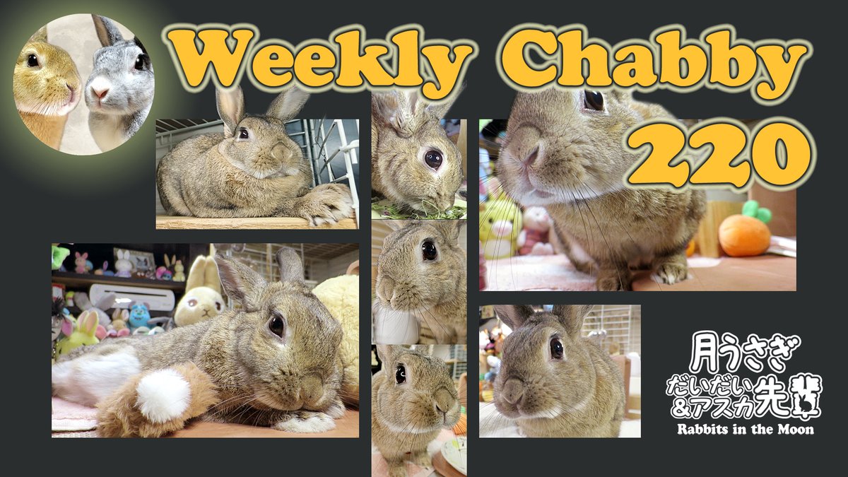 DragonFantasyV's tweet photo. 週刊ちゃび第220号
https://t.co/RWhgnjDATV
#ちゃび #Chabby #ウサギのだいだい #WeeklyChabby #WeeklyDaidai #うさぎ #DOVASYNDROME #EpidemicSound https://t.co/SCewN4SAPf
