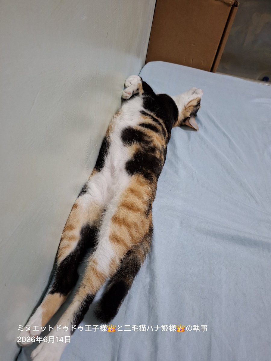 longleghoward's tweet photo. 💤💤 😁 寢貓偷拍 📸 https://t.co/V0swpQRJWa