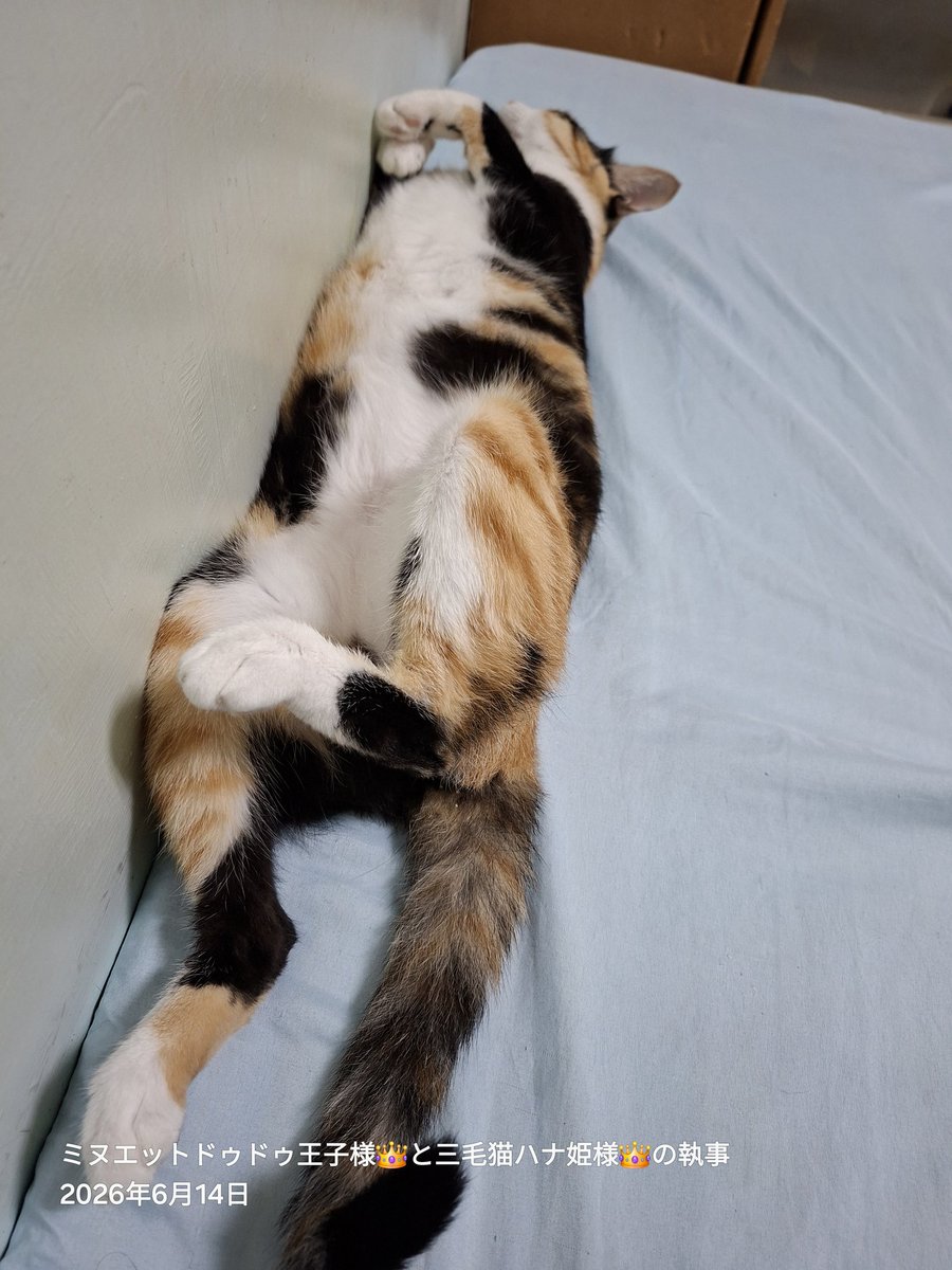 longleghoward's tweet photo. 💤💤 😁 寢貓偷拍 📸 https://t.co/V0swpQRJWa