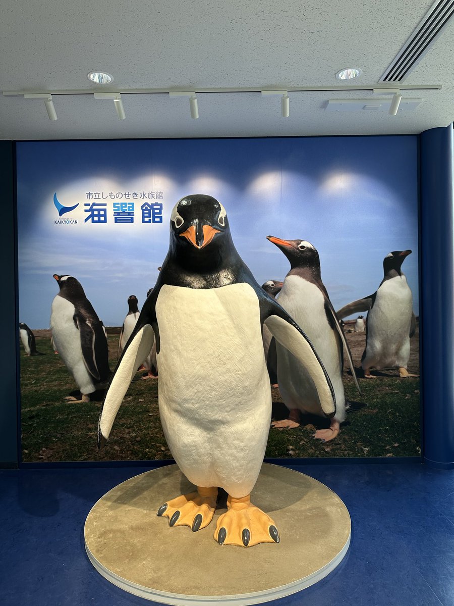 _Apple_Cinnamon's tweet photo. 【海響館に行くべき理由ランキング】

3位
ペンギン水槽が深くて大きい

2位
シロナガスクジラの全身骨格標本がある

1位
入り口にあまりにもデカすぎるジェンツーペンギンが立っている https://t.co/vXxLd0HOIa
