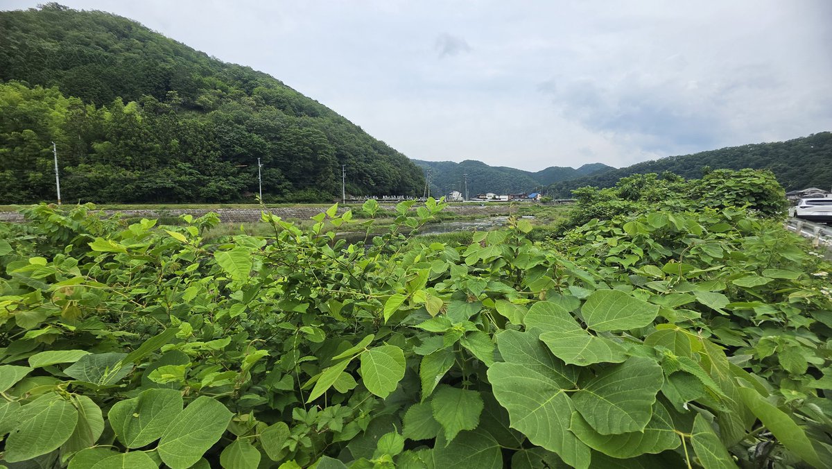 JACKEY1091's tweet photo. この土日はド田舎の遠い遠い婚約者さんの ご実家へ
お義父さん！娘さんと結婚させてください！！！をしに行ったつもりが
「ええ！？今日結婚の挨拶に来てくれたん！？肉用意してるで！？」ってめっちゃ笑われて
皆で焼肉会になりました🍖笑

ご馳走様でした🙏笑
自然に癒され空気おいしかった🌱 https://t.co/wZY4XsOp5E