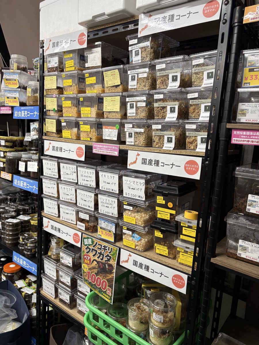 kpwstaff6498's tweet photo. こんばんは！
ラッシーです！

KPWの国産種コーナー賑わっております‼️

・ヤエヤマコクワ
・ガジャジマネブト
・キンオニクワガタ
・本土ノコギリ
・ツシマヒラタ
・サキシマヒラタ
などなど

お越しの際は是非ご覧になって下さい！ https://t.co/7LllIdBDFM