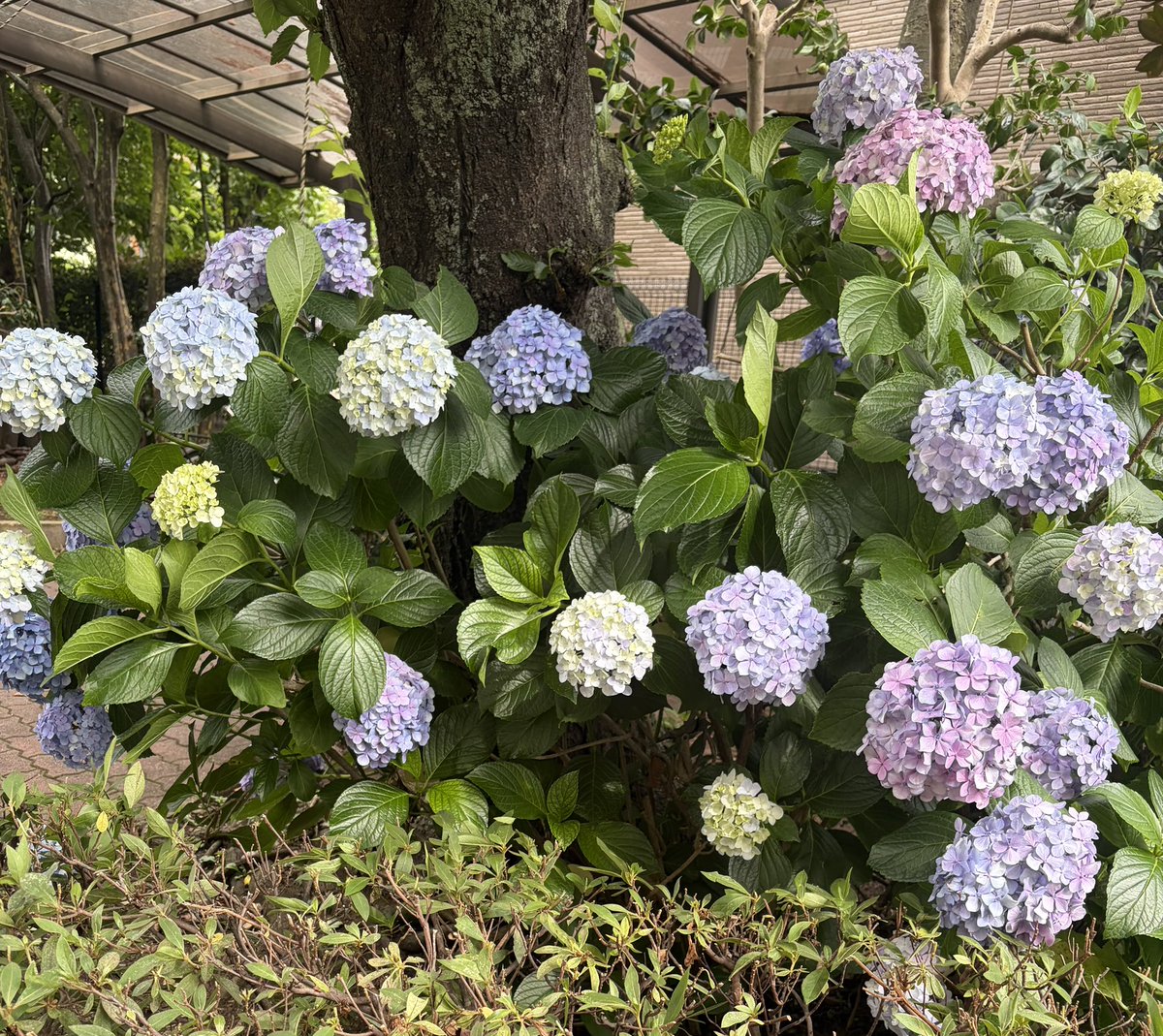 紫陽花飲みした！ AKOちゃんとww 今からツイキャスしまーす🤭