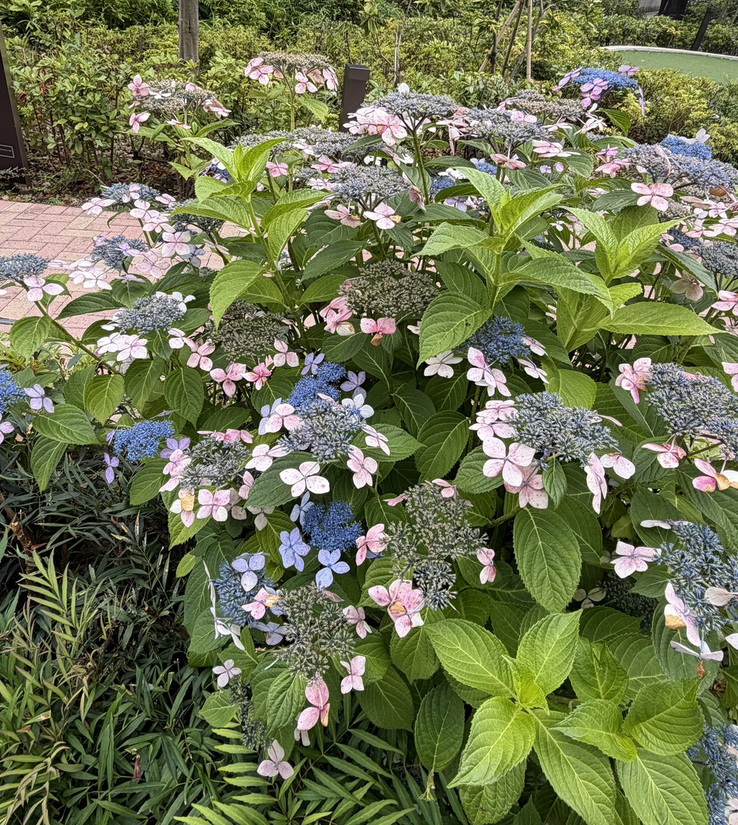 紫陽花飲みした！ AKOちゃんとww 今からツイキャスしまーす🤭