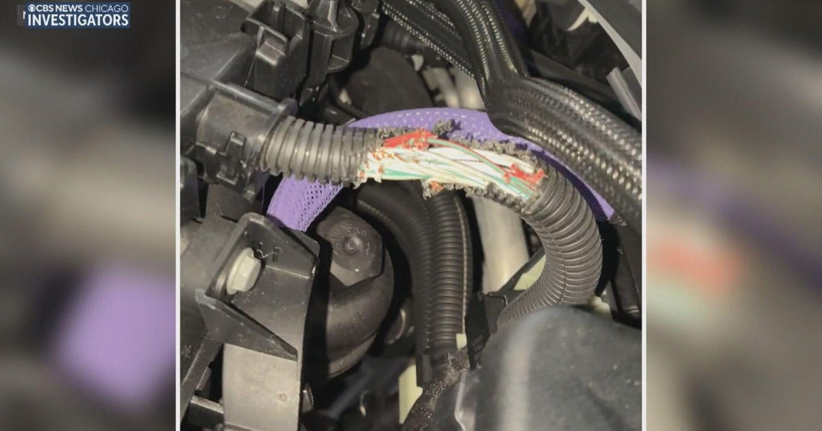 BrianState's tweet photo. A driver in Carol Stream says a band of hungry squirrels caused nearly $30,000 in damage to three different luxury vehicles because of plant-based parts they view as a tasty snack.
https://t.co/CpTnjyu6pE https://t.co/RhzdEUMbdw