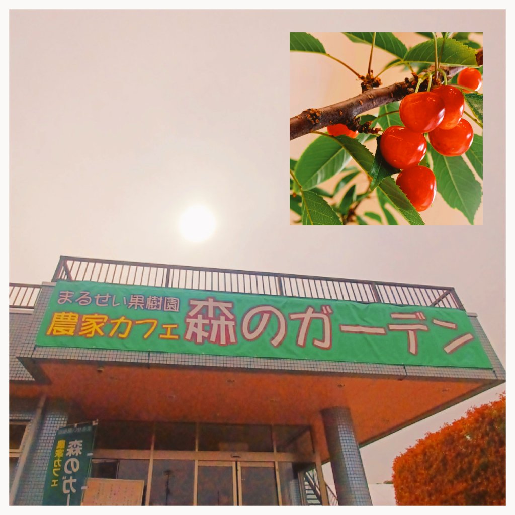 aomichi1975's tweet photo. 食べ終えて
種を数えるだーりん

6 4 粒
で、１人32粒のデコラート🍨🍒😋🍒🤤🍒🍨

食べごたえ
見ごたえ
ルヴィ色の桜桃ちゃん、に
満たされたっっ🤤
ごちそうさまでしたっっ❣️

次回は … …
桃パフェで、また、ね🍑💕

#まるせい果樹園
#農家カフェ #森のガーデン
#さくらんぼパフェ
#キリトリセカイ https://t.co/s3UMFZPDR4