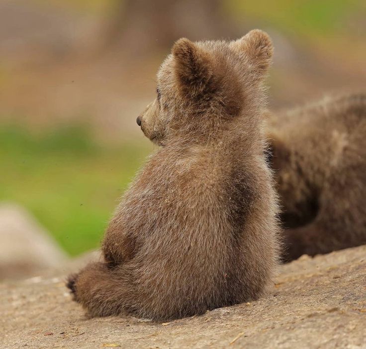 Wild Nature tweet media