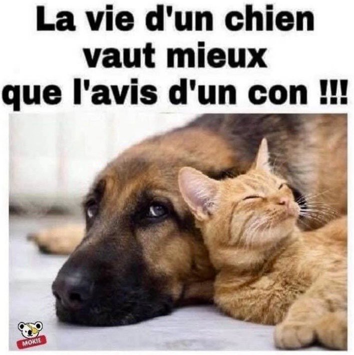 PattyBal33's tweet photo. Carrément chat 🐾 https://t.co/rU4iwTNAkV