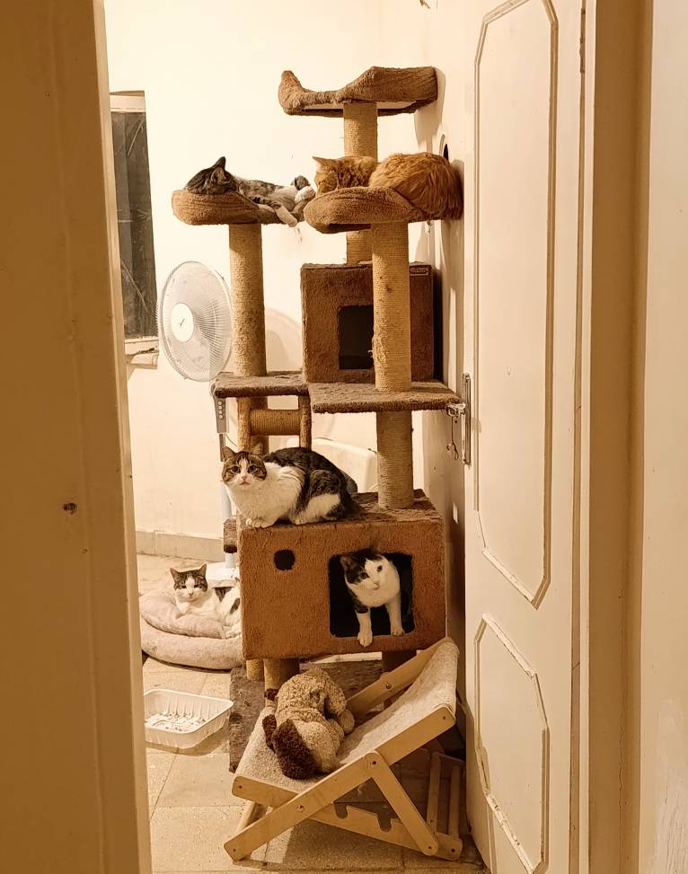 Sam cat shelter tweet media