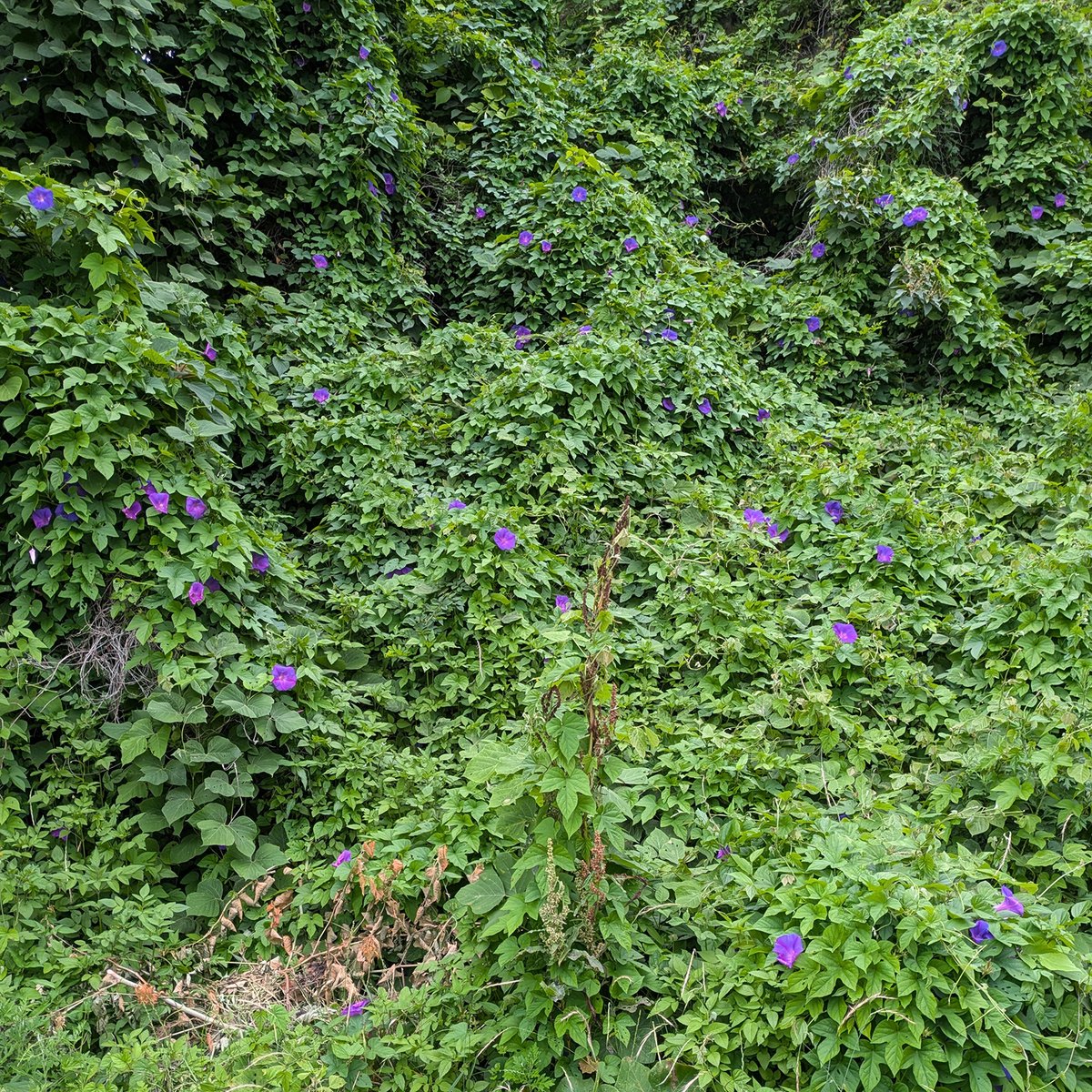 VOTOMS_SCOPEDOG's tweet photo. 墓掃除が終わって山際を見れば、つた植物に花が咲いていた。一斉に咲くのではなく場所によってバラバラに見えた。 https://t.co/jtJCGQdOQL