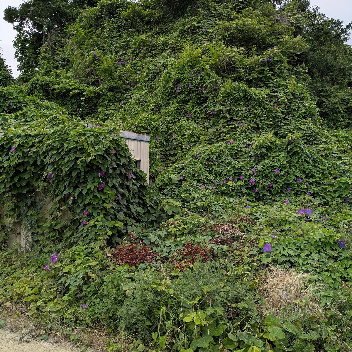 VOTOMS_SCOPEDOG's tweet photo. 墓掃除が終わって山際を見れば、つた植物に花が咲いていた。一斉に咲くのではなく場所によってバラバラに見えた。 https://t.co/jtJCGQdOQL