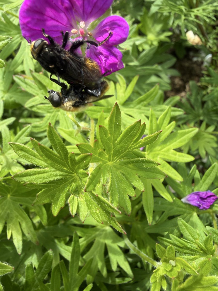 NikkiNhou's tweet photo. @StevenFalk1 what on earth is going on in the geraniums? It doesn’t look friendly, and I was alerted by the buzzing 😳 https://t.co/TMgS4vvYdM