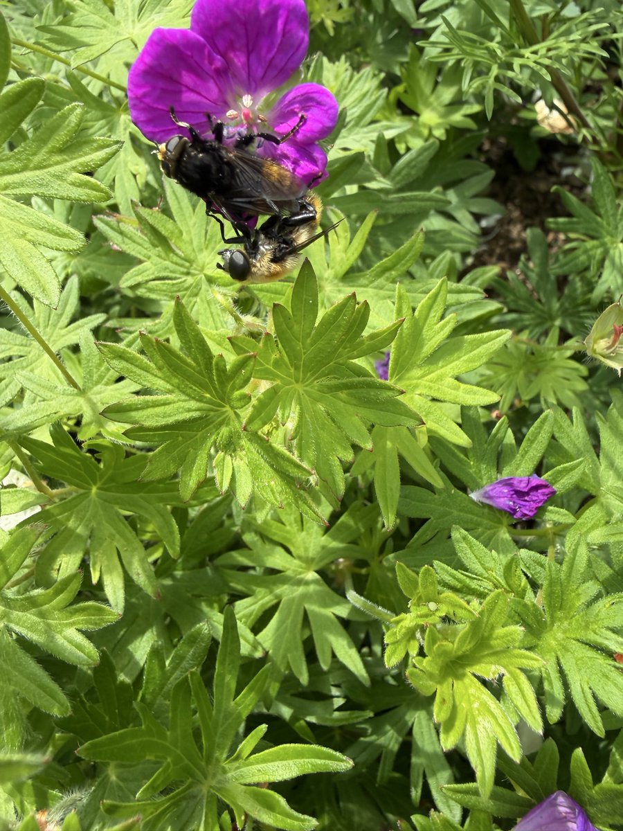NikkiNhou's tweet photo. @StevenFalk1 what on earth is going on in the geraniums? It doesn’t look friendly, and I was alerted by the buzzing 😳 https://t.co/TMgS4vvYdM