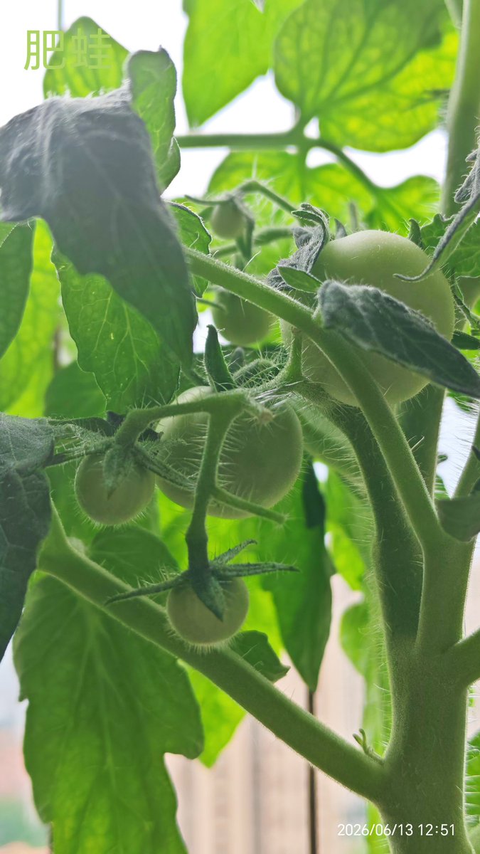 Leo1670461's tweet photo. A week has passed, and these three types of tomatoes have started to show their own personalities — with different colors and shapes.
Also, does anyone know why tomato plants only drop flowers but don't bear fruit? https://t.co/f7dEg2MafF