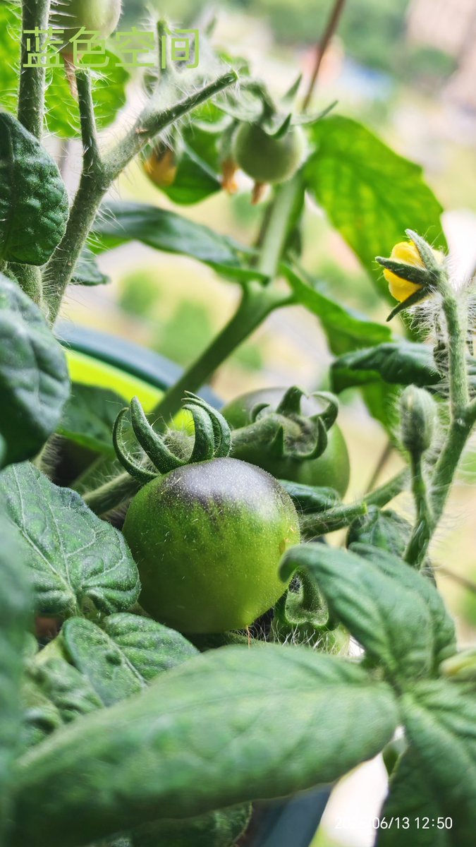 Leo1670461's tweet photo. A week has passed, and these three types of tomatoes have started to show their own personalities — with different colors and shapes.
Also, does anyone know why tomato plants only drop flowers but don't bear fruit? https://t.co/f7dEg2MafF