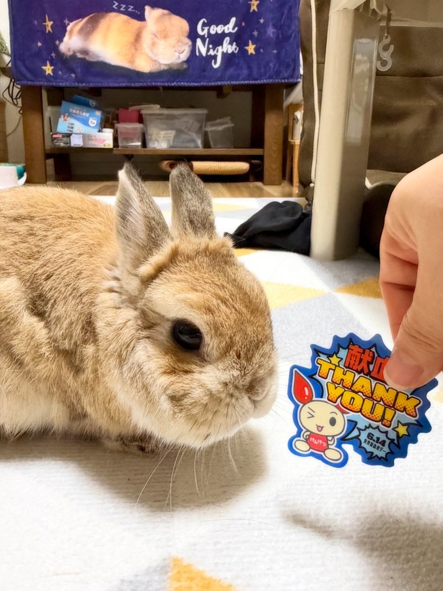moqsama's tweet photo. 6月14日は
世界献血者デー ‼️

なんだって！！！

なんて事は知らずにw
本日、献血行ってきました😆

今回はなんと！記念すべき【10回目✨】
記念品に、素敵な箸をいただきました🥢
嬉しいっー！

献血ポイントも貯まってたから
ボトルも貰えたよ😊 https://t.co/7JUCpOfVqw