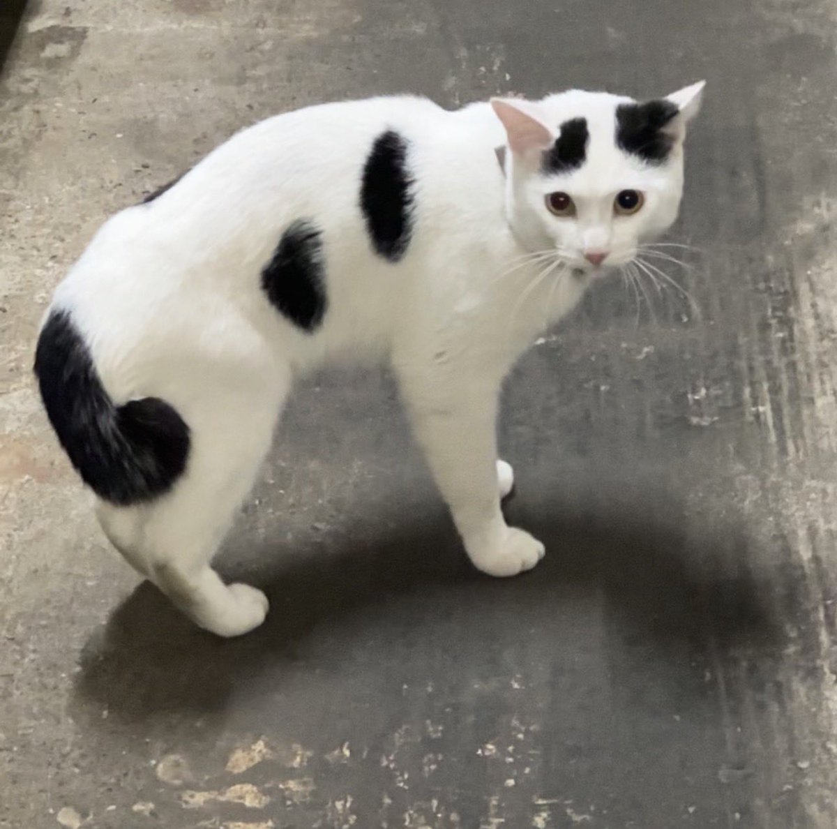 yuon6070's tweet photo. 今週もご来店ありがとうございました😊
明日は定休日になります。

迷い猫ちゃんの飼い主の方継続して探しています！

つくば市近辺で猫が逃げてしまった方いないでしょうか？

身体の綺麗さから最近逃げ出したのではないかと思います。

引き続きよろしくお願いします🥺

#迷い猫　#つくば https://t.co/OLg59tO44L