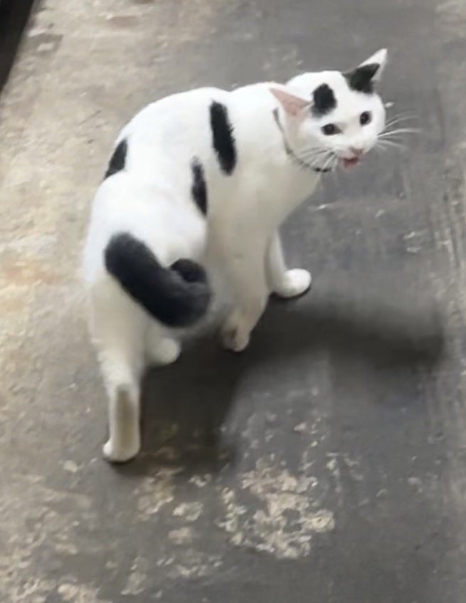 yuon6070's tweet photo. 今週もご来店ありがとうございました😊
明日は定休日になります。

迷い猫ちゃんの飼い主の方継続して探しています！

つくば市近辺で猫が逃げてしまった方いないでしょうか？

身体の綺麗さから最近逃げ出したのではないかと思います。

引き続きよろしくお願いします🥺

#迷い猫　#つくば https://t.co/OLg59tO44L